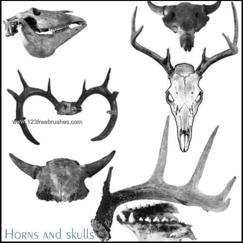 Animal Skulls and Horns