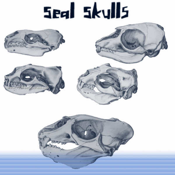 Seal Skulls