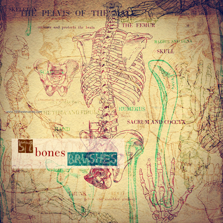 Skull Bones Anatomy