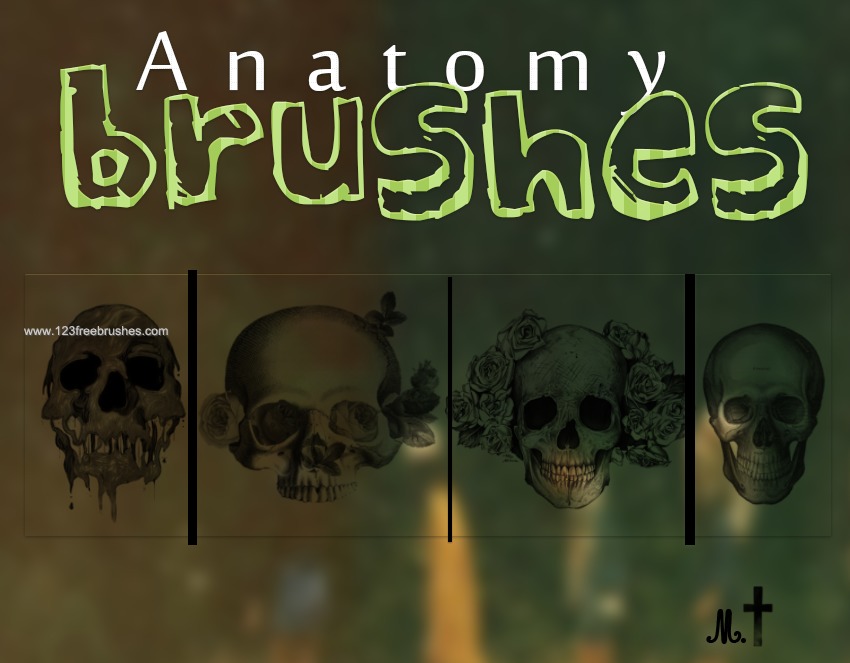Skulls Anatomy