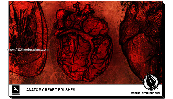Photoshop Anatomy Heart brushes