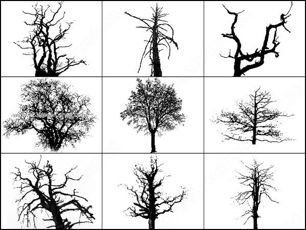 Photoshop Tree Silhouette Brushes Free