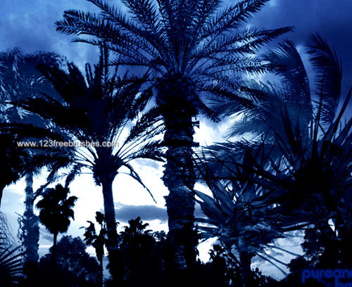 Palm Tree Brushes Photoshop 7